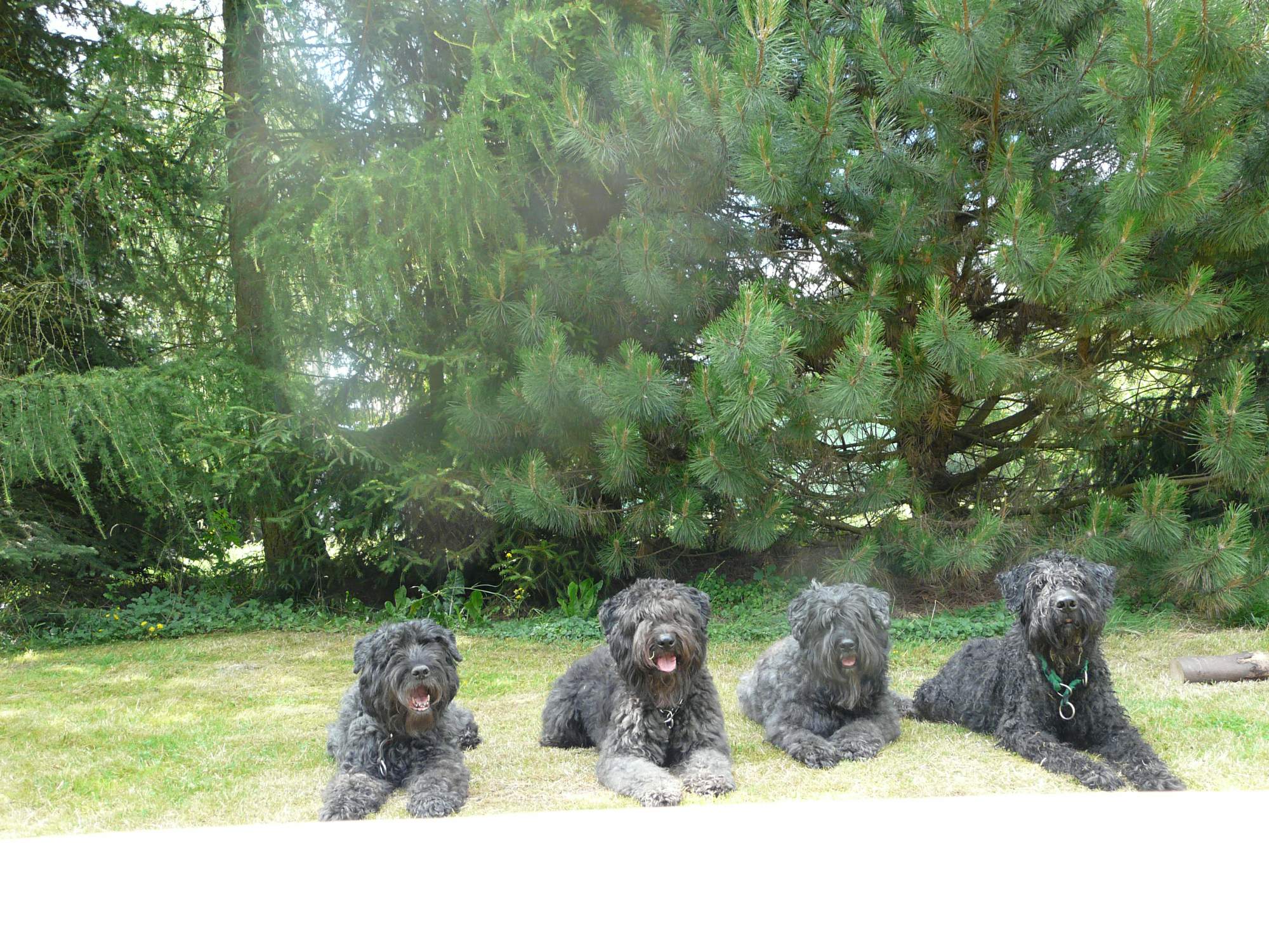 Amanda, Darcy, Ange, Gaston 2014